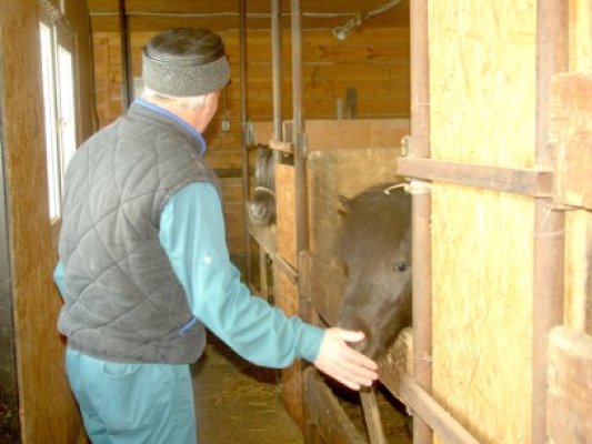 Primăria Kogălniceanu a adoptat patru ponei de la Complexul de Ştiinţe ale Naturii din Constanţa